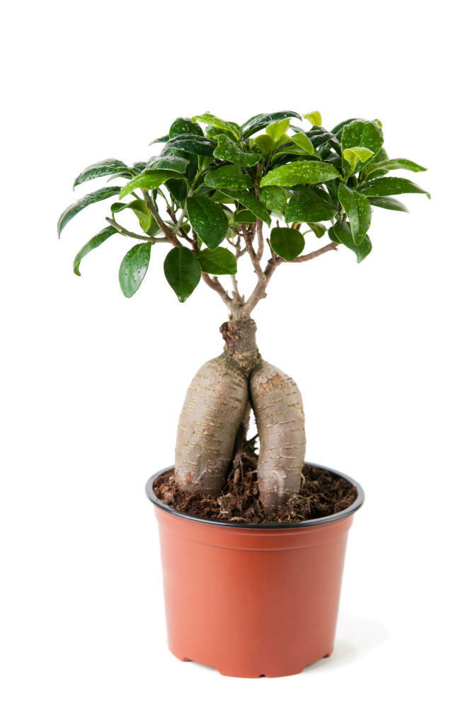 Vazoninis augalas bonsas, Ø 26, 70 cm, lot. FICUS GINSENG