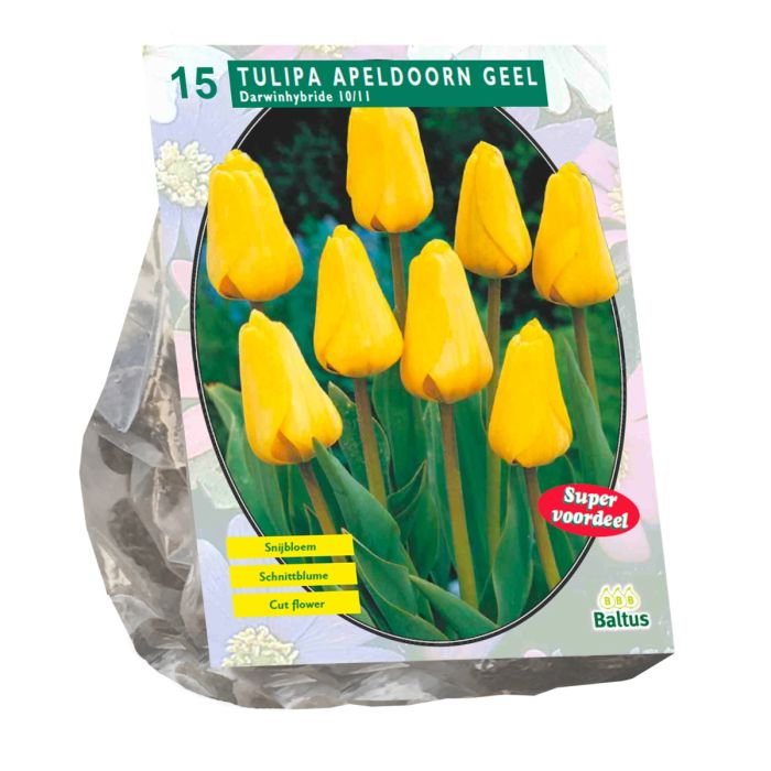 Tulpių svogūnėliai, lot. TULIPA APELDOORN GEEL DARWIN, 10 vnt-0