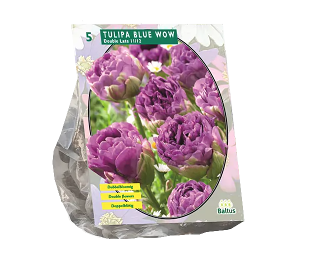 Tulpių svogūnėliai, lot. TULIPA BLUE WOW, 5 vnt-0