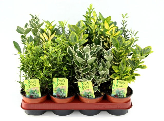 Lauko augalas ožekšnis, daugiametis, Ø 10,5, 25 cm, lot. Euonymus japonicum mix-0
