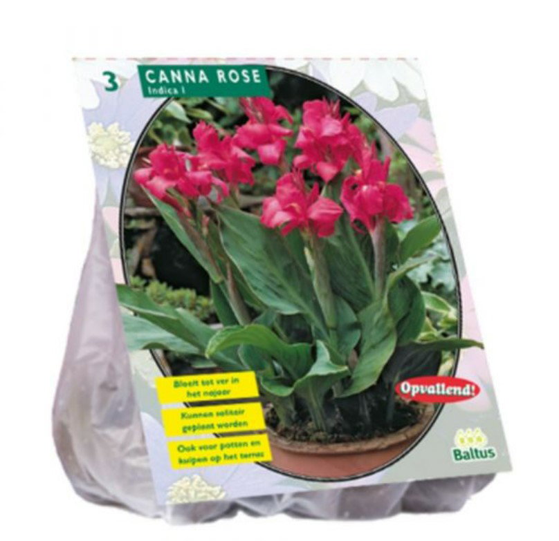 Kanų svogūnėliai, lot. CANNA DONKERROODBLAD ROOD, 3 vnt - ermitazas.lt