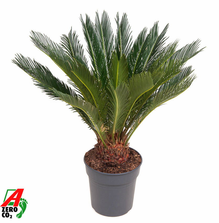 Vazoninis augalas cikas, Ø 24, 90 cm, lot. CYCAS REVOLUTA-0