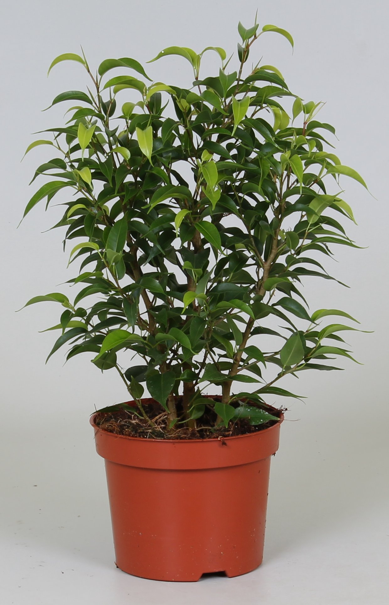 Vazoninis augalas fikusas, Ø 12, 40, cm, lot. FICUS BENJAMINA NATASJA-0