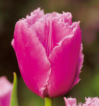 Tulpių svogūnėliai, lot. TULIPA PINK SURVIVAL, 5 vnt-0