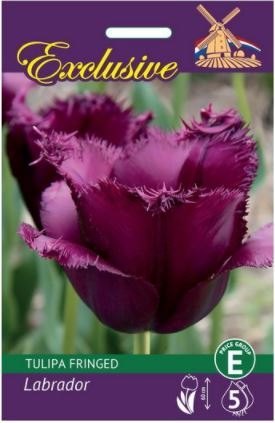 Tulpių svogūnėliai, lot. TULIPA LABRADOR, 5 vnt.-0