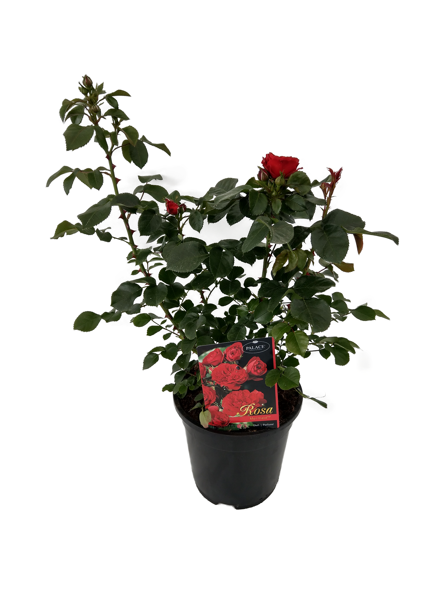 Lauko augalas krūminė rožė, Ø 17, 30 - 40 cm, lot. ROSA BUSH RED ROMANZA