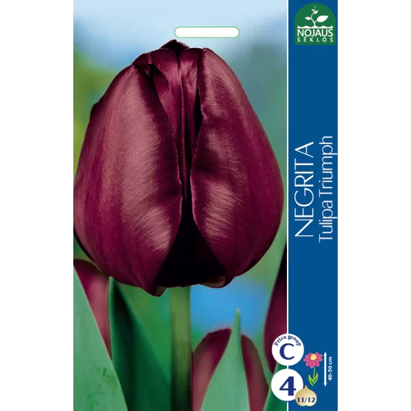 Tulpių svogūnėliai, lot. TULIPA NEGRITA, 4 vnt-0