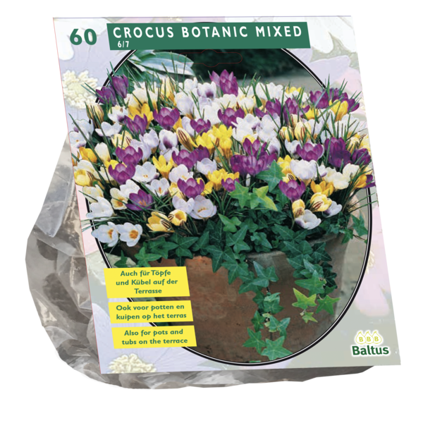 Krokų svogūnėliai, lot. CROCUS BOTANISCH MIX, 60 vnt