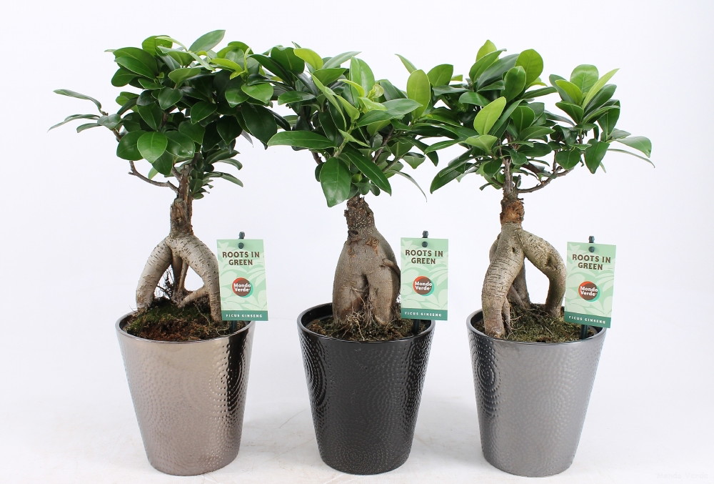 Vazoninis augalas fikusas, vazone, Ø 13, 35 cm, lot. FICUS GINSENG, in ceramic-0