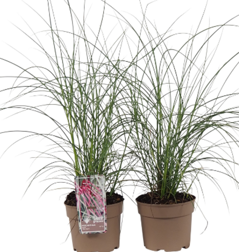 Lauko augalas kininis miskantas, Ø 19, 50 cm, lot. Miscanthus sinensis Silver Cloud-0