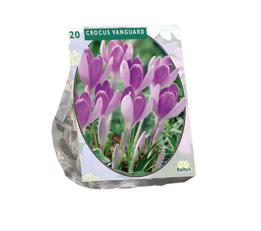 Krokų svogūnėliai, lot. CROCUS VANGUEARD, 20 vnt