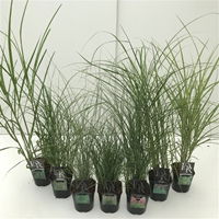 Lauko augalas miskantas, Ø 17, 100 cm, lot. MISCANTHUS