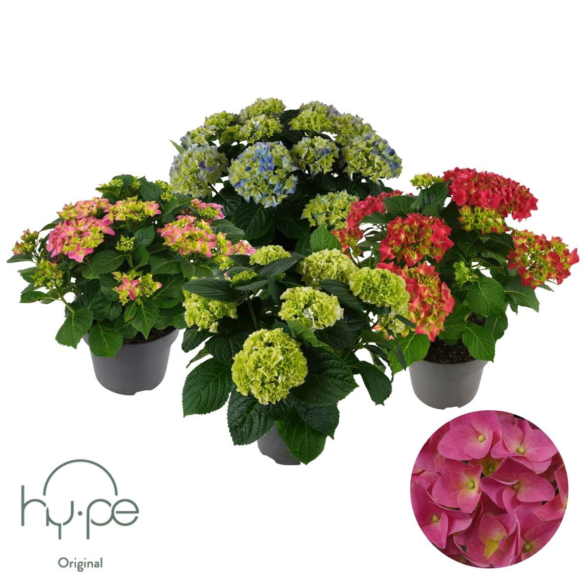 Lauko augalas šluotelinė hortenzija, Ø 23, 60 cm, lot. Hydrangea pan. mix-0
