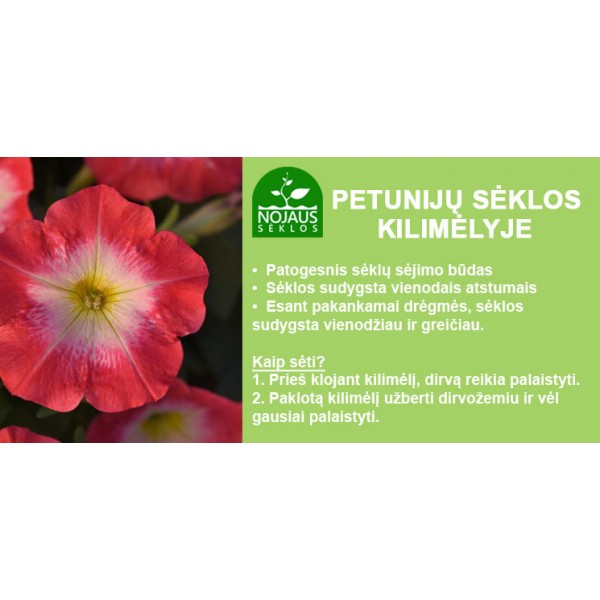 Darželinių petunijų sėklos LO RIDER WHITE, 10 vnt-1