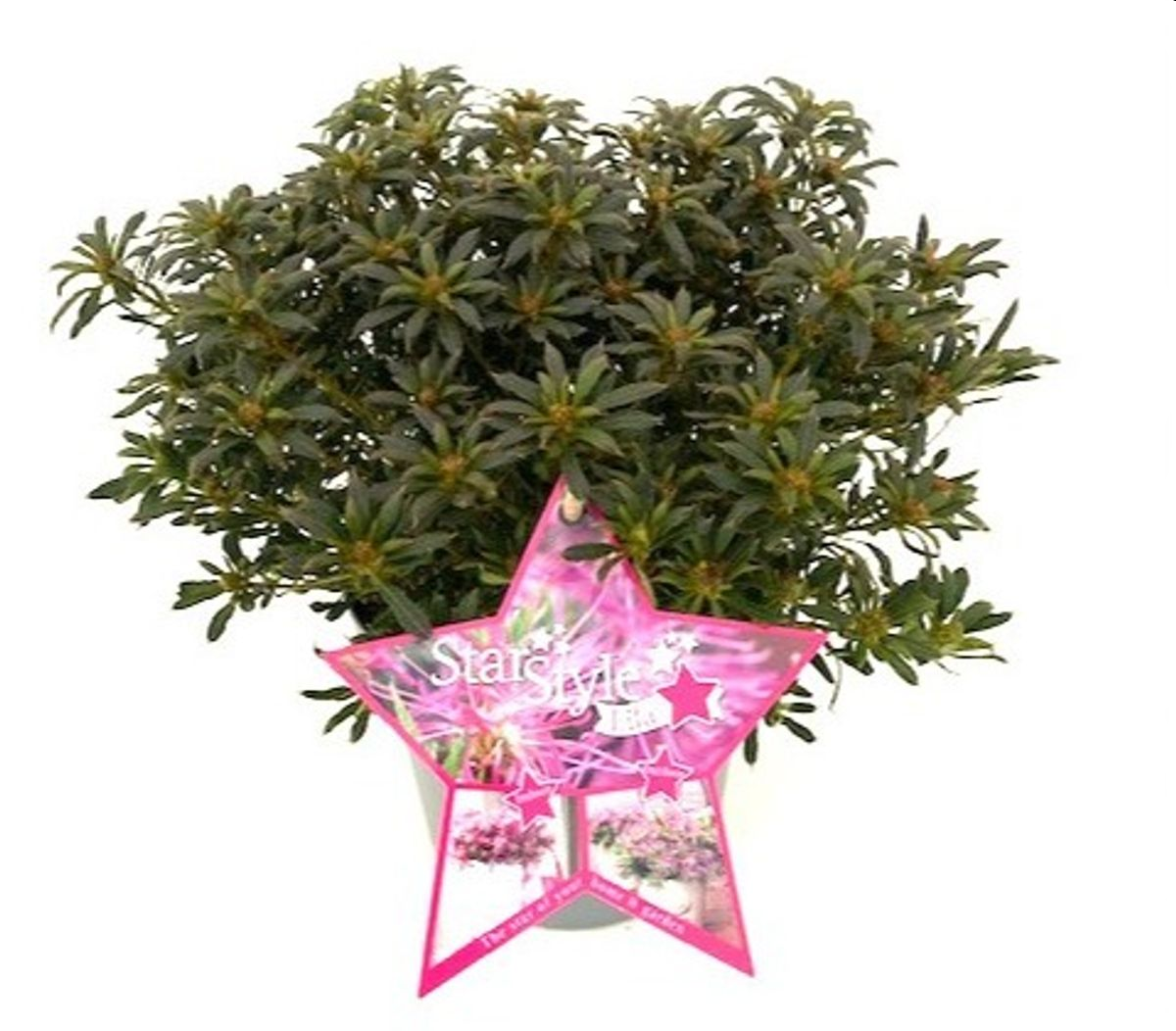 Lauko augalas rododendras, Ø 10,5, 25 cm, lot. RHODODENDRON STAR STYLE