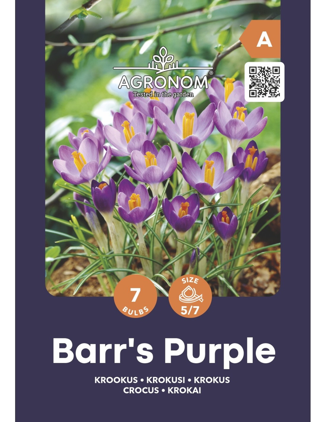 Krokų svogūnėliai, lot. CROCUS BARRS PUROLE, 7 vnt-0