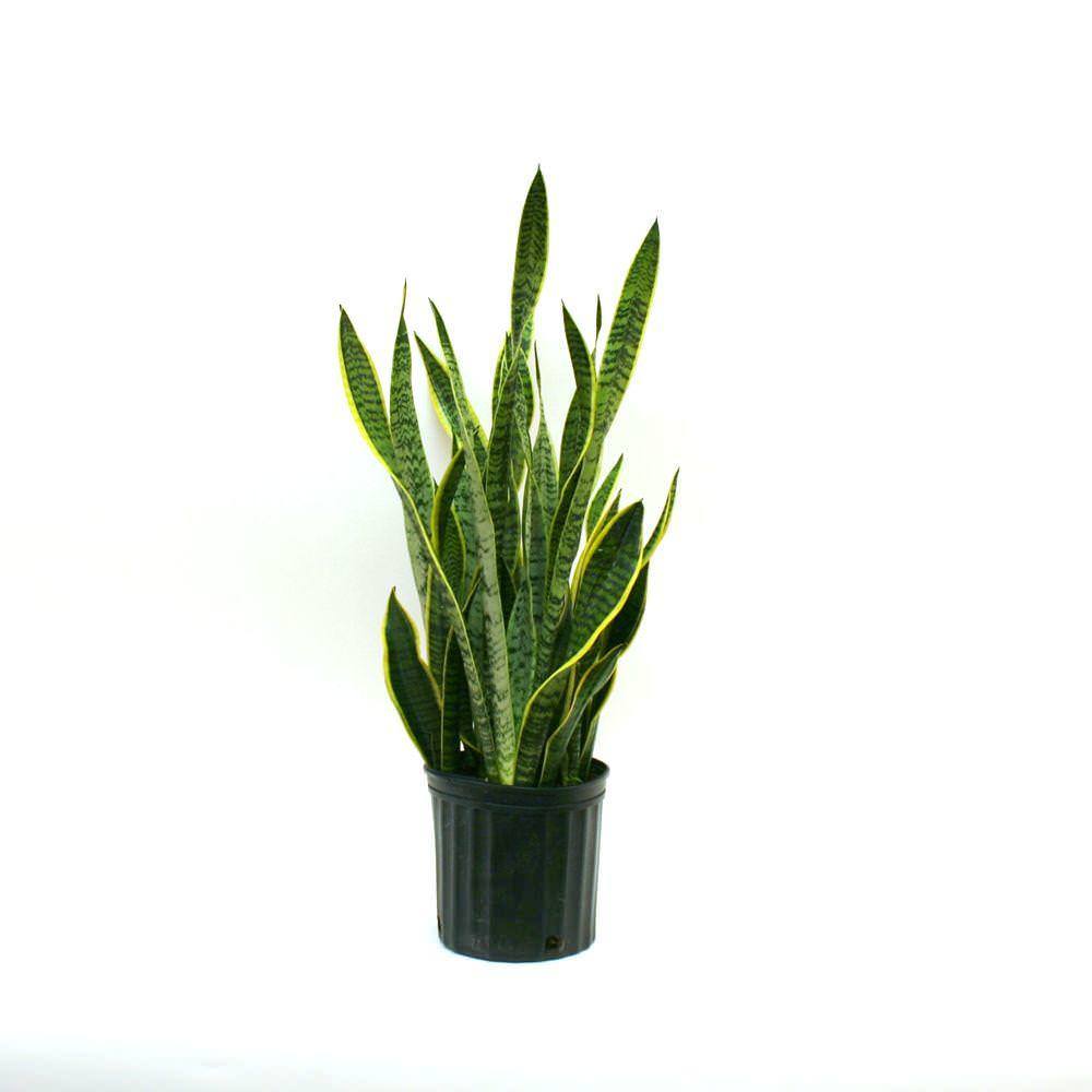 Vazoninis augalas sansevjera, Ø 14, 57 cm, lot. Sansevieria trifasciata Laurentii-0
