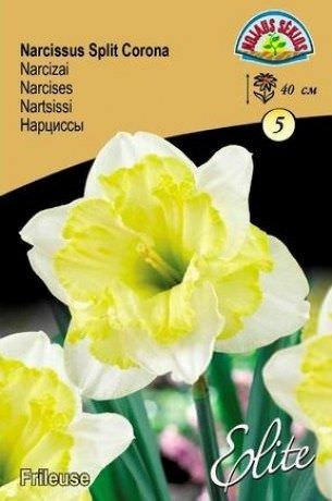 Narcizų svogūnėliai, lot. NARCISSUS FRILEUSE, 5 vnt