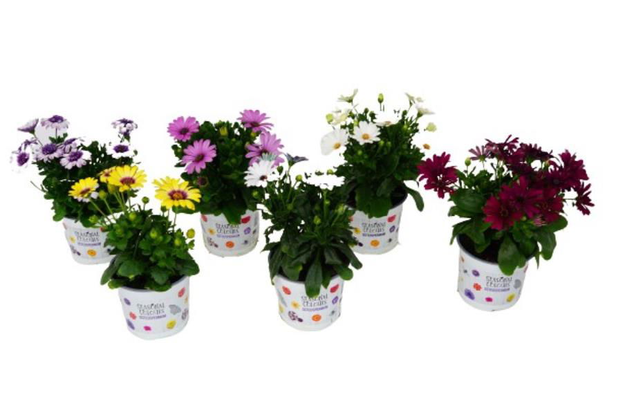 Lauko augalas kaulasėklis, Ø 10,5, 10 - 15 cm, lot. OSTEOSPERMUM-0