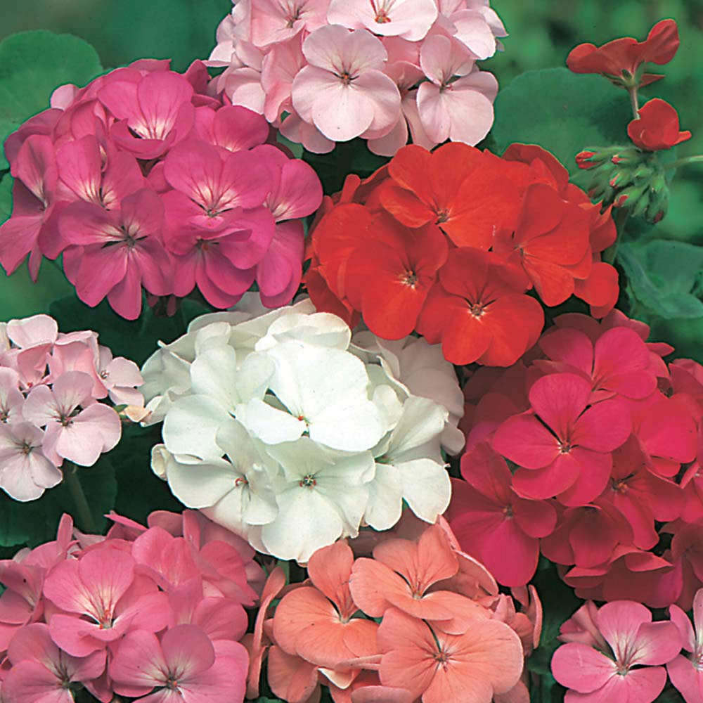 Kabantis lauko augalas pelargonija Ø 25, 40 cm, lot. PELARGONIUM-0