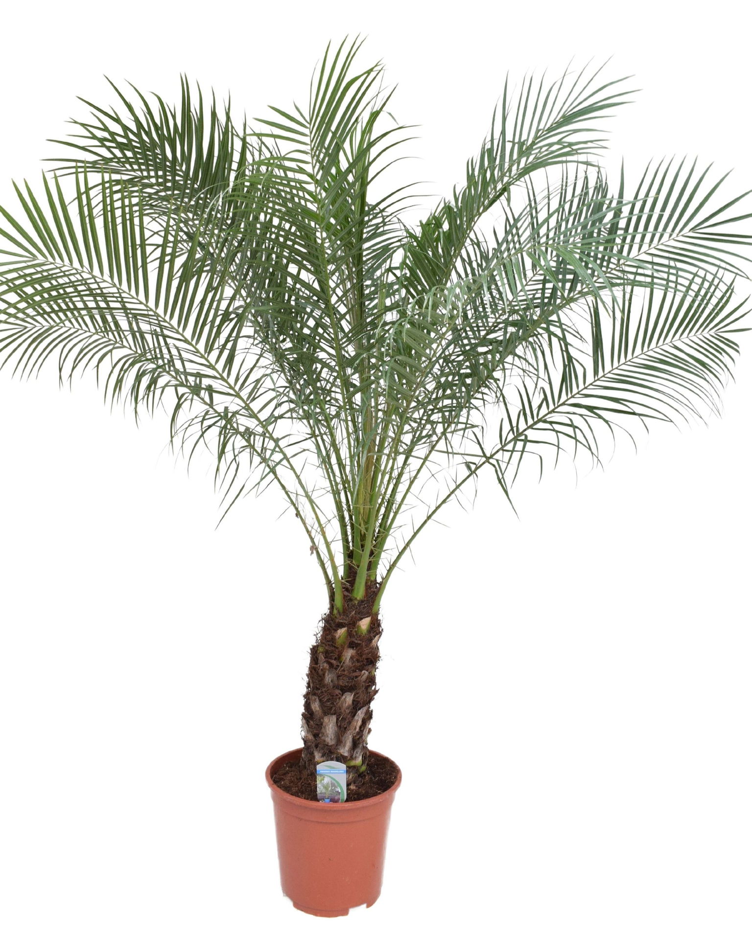 Vazoninis augalas finikas, Ø 27, 140 cm, lot. PHOENIX ROBELINII-0