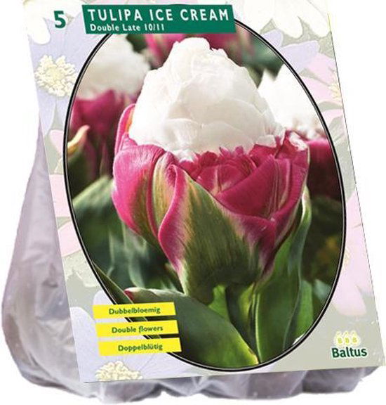 Tulpių svogūnėliai, lot. TULIPA ICE CREAM, 5 vnt-0