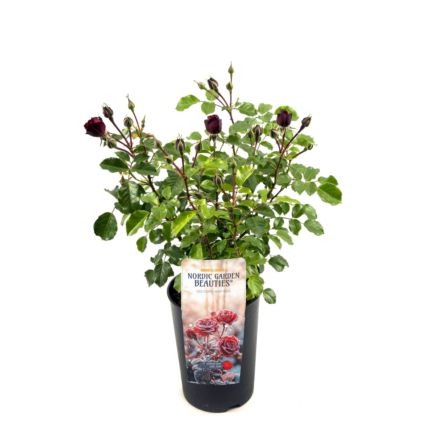 Lauko augalas rožė, Ø 17, 30 - 35 cm, lot. Nordic Beauties Floribunda/Ployantha Roses mix-0