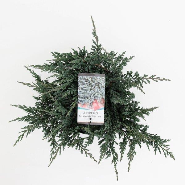 Lauko augalas Kadagys BLUE CHIP, Ø 25, 35 cm, lot. Juniperus - 1