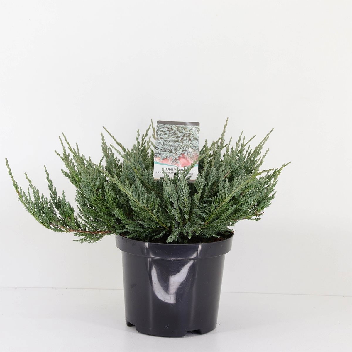 Lauko augalas Kadagys BLUE CHIP, Ø 25, 35 cm, lot. Juniperus-1