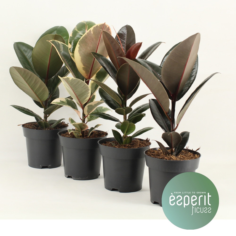 Vazoninis augalas fikusas, Ø 14, 45 cm, lot. FICUS ELASTICA-0