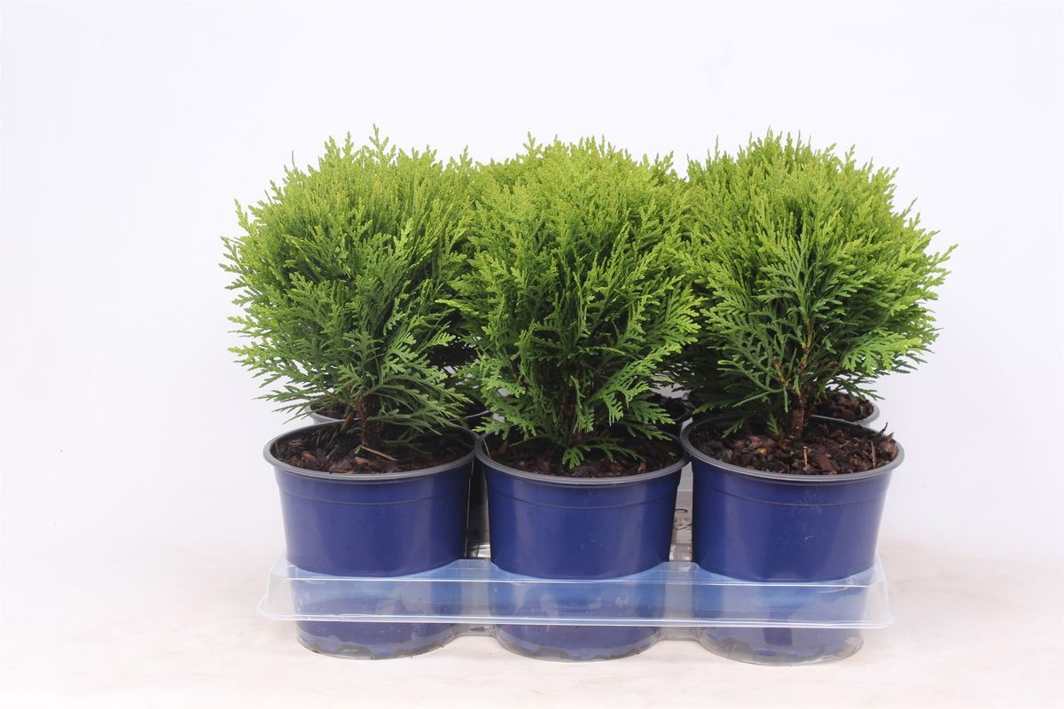 Lauko augalas vakarinė tuja, Ø 15, 35 cm, lot. Thuja occidentalis Danica-0