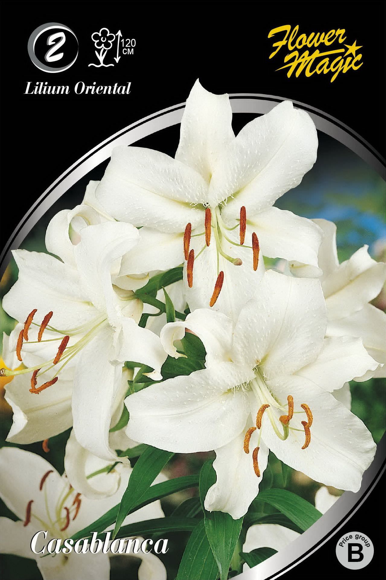 Lelijų svogūnėliai, lot. LILIUM CASABLANCA, 2 vnt. ermitazas.lt