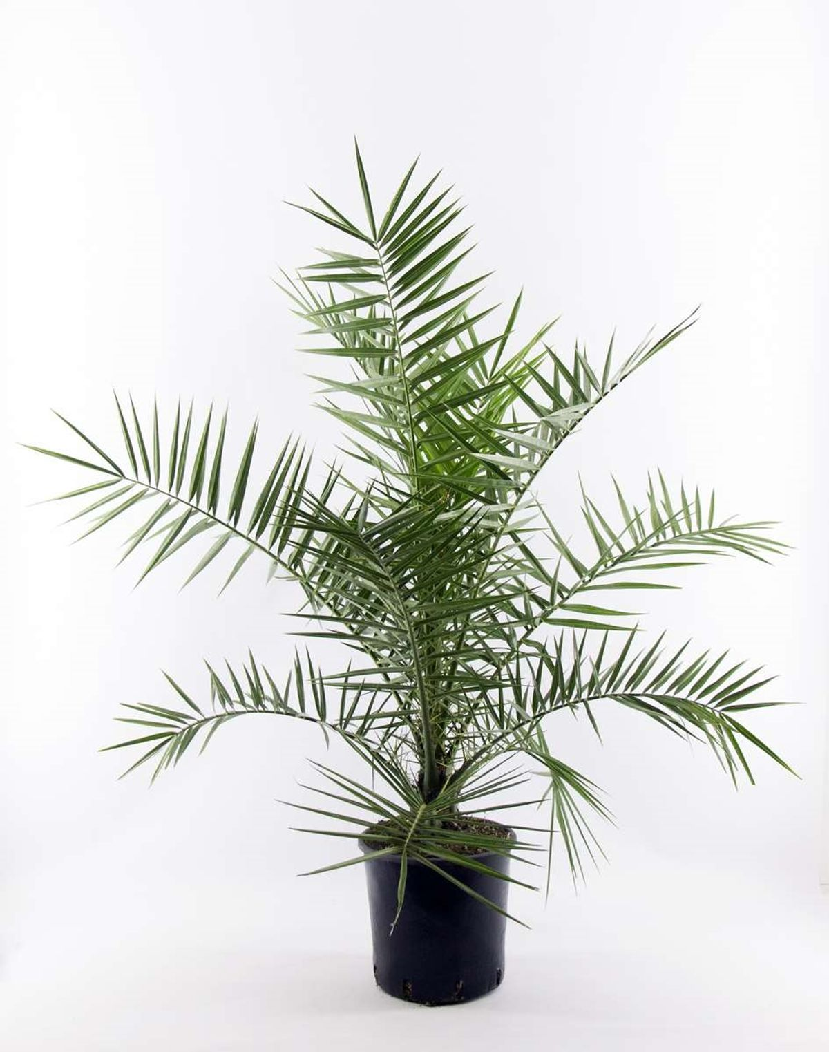 Vazoninis augalas finikas, Ø 18, 130 cm, lot. PHOENIX CANARIENSIS