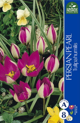 Tulpių svogūnėliai, lot. TULIPA PERSIAN PEARL, 6 vnt-0