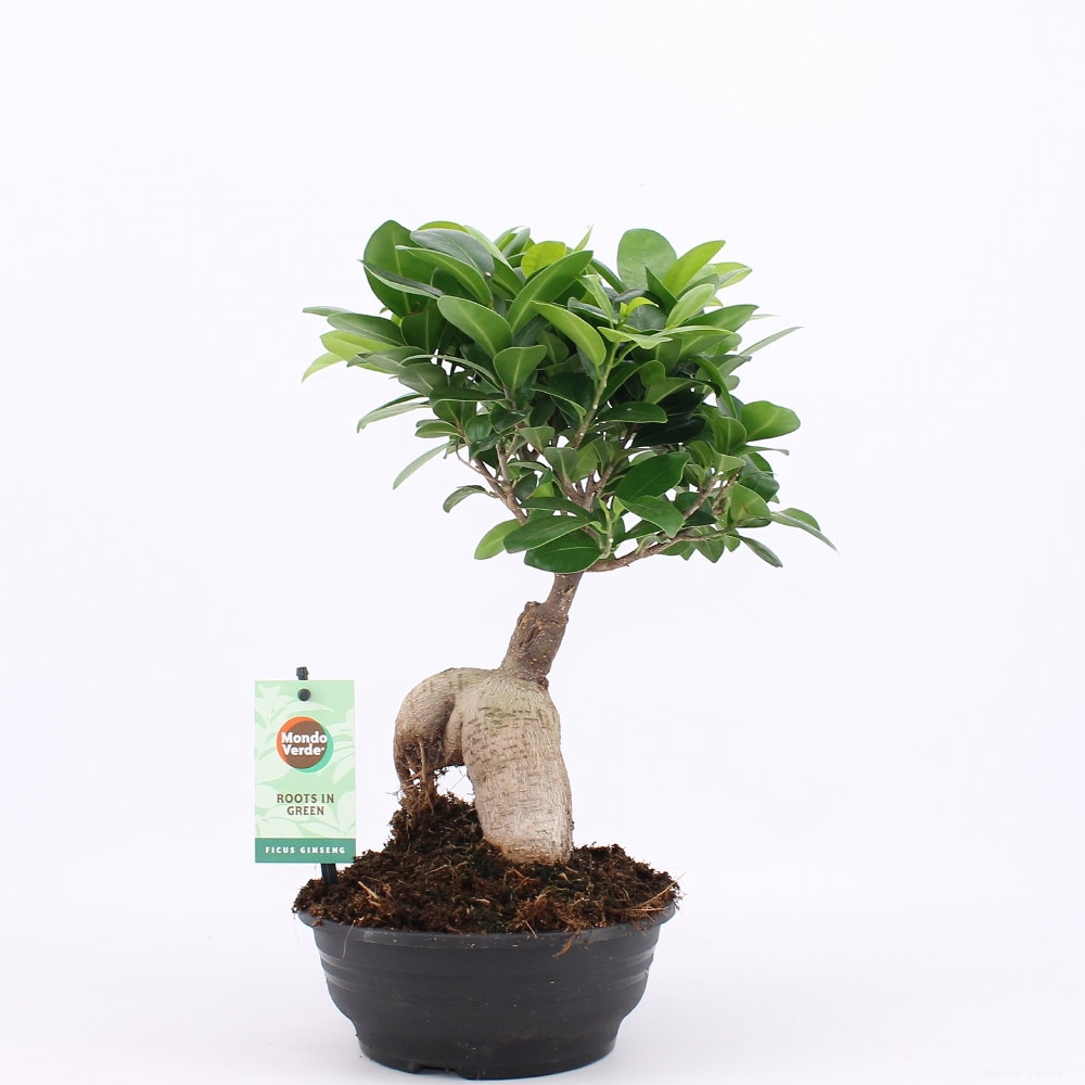 Vazoninis augalas fikusas, Ø 16, 35 cm, lot. FICUS GINSENG-0