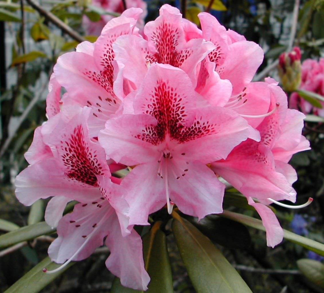 Lauko augalas azalija, Ø 17, 30 cm, lot. AZALEA JAPONICA