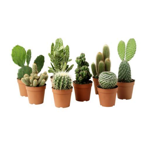Vazoninis augalas kaktusas/sukulentas, Ø 6,5, 12 cm, lot. CACTUS/SUCCULENTUS-0