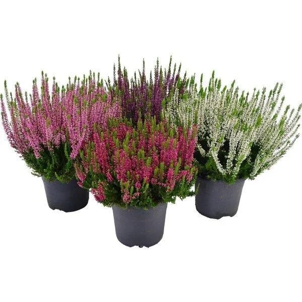 Lauko augalas viržis, Ø 9, 16 cm, lot. CALLUNA-0