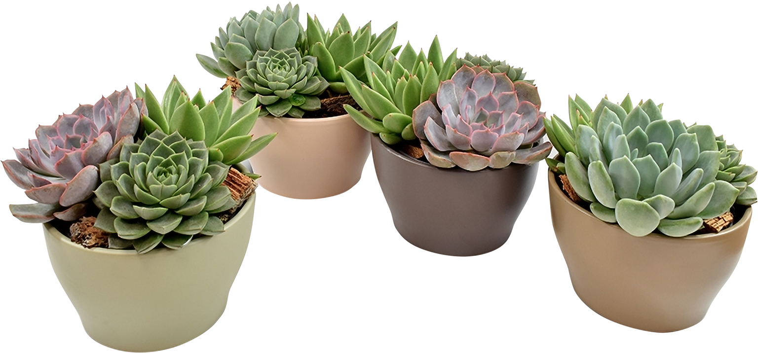 Vazoninis augalas sukulentas, vazone, Ø 13, 20 cm, lot. Succulent mix-0