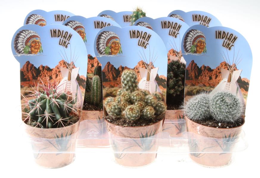 Vazoninis augalas kaktusas/sukulentas, Ø 10,5, 20 cm, lot. CACTUS/SUCCULENTUS-0