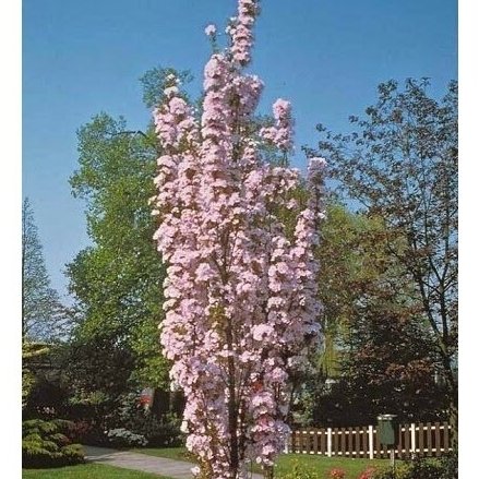Lauko augalas dekoratyvioji vyšnia/Sakura AMANOGAWA