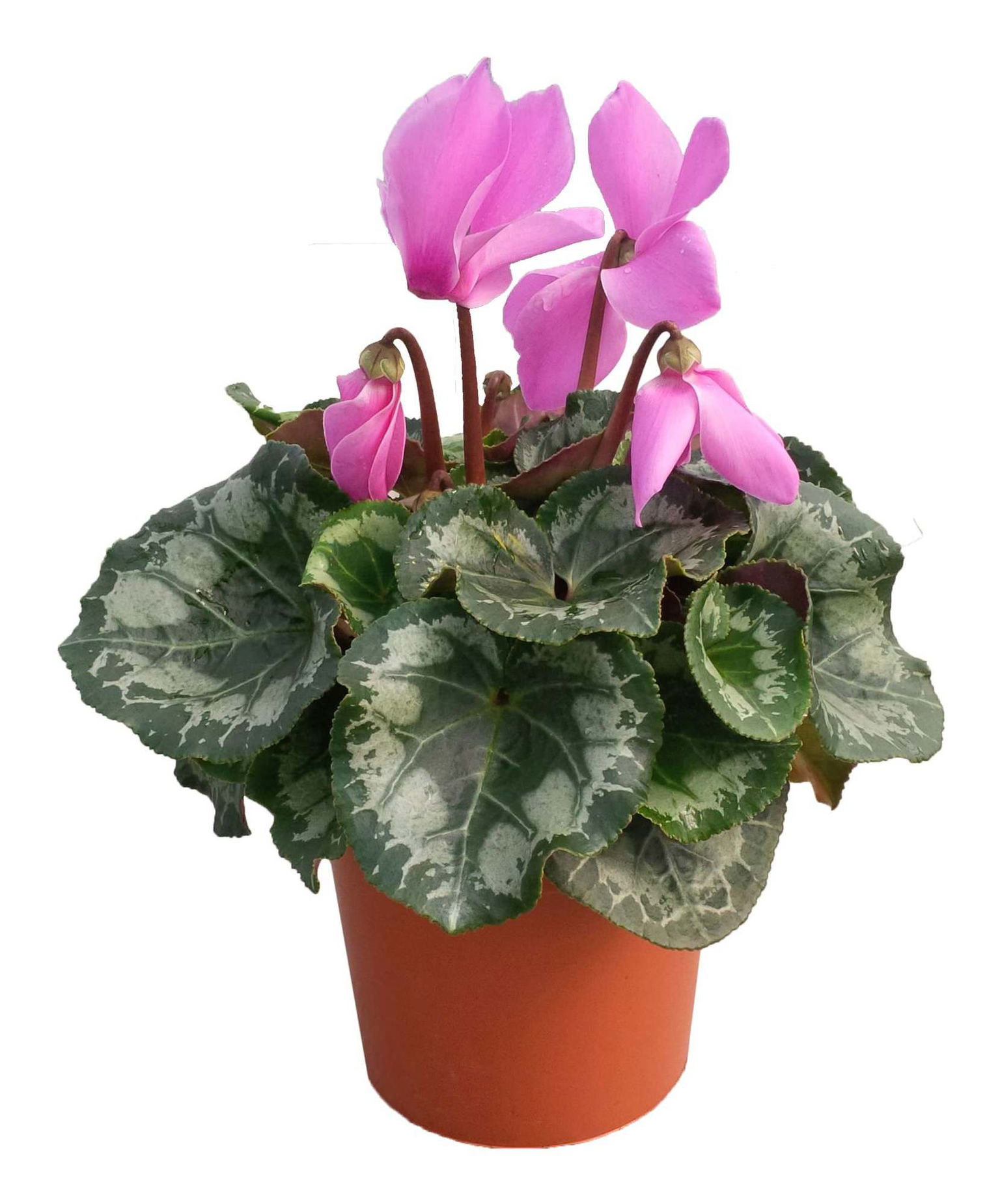 Vazoninis augalas ciklamenas, Ø 10,5, 20 cm, lot. CYCLAMEN