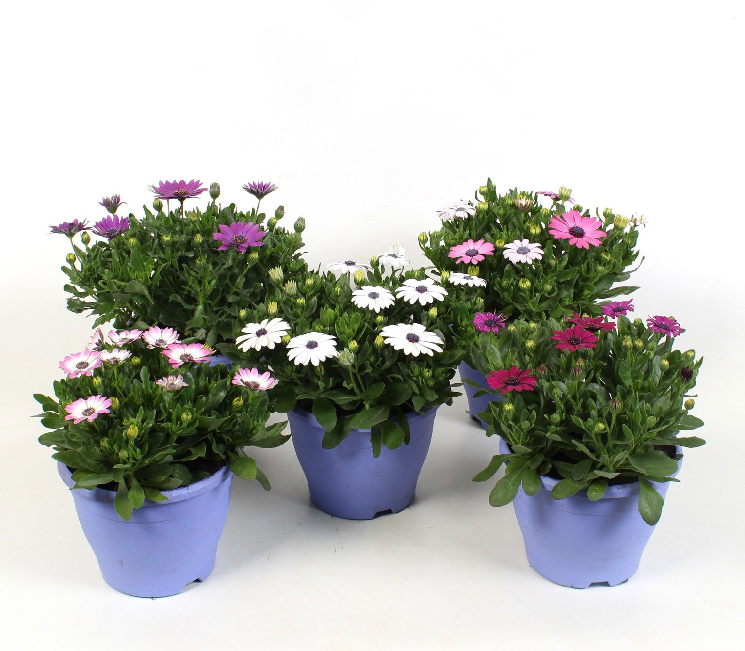 Lauko augalas Kaulasėklis, Ø 19, 30 cm, lot. Osteospermum-0