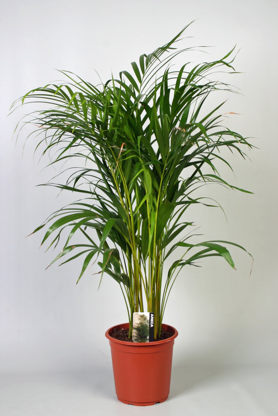 Vazoninis augalas dipsis, Ø 21, 100 cm, lot. DYPSIS Lutescens