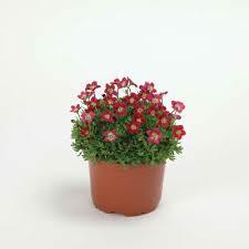 Lauko augalas uolaskėlė, daugiametis, Ø 12, 20 cm lot. Saxifagra-0