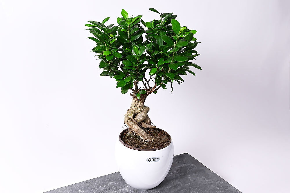 Vazoninis augalas bonsas, Ø 14, 25 cm, lot. Bonsai Juniperus chinensis Cascade-0