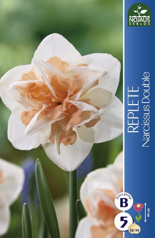 Narcizų svogūnėliai, lot. NARCISSUS REPLETE, 3 vnt-0