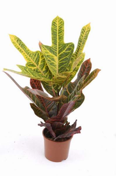 Vazoninis augalas krotonas, Ø 21, 85 cm, lot. CODIAEUM-0