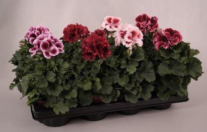 Lauko augalas pelargonija, Ø 12, 25 cm, lot. Pelargonium grandi. mix-0