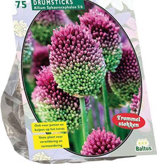 Dekoratyvinio česnako svogūnėliai, lot. ALLIUM SPHAEROCEPHALON, 75 vnt